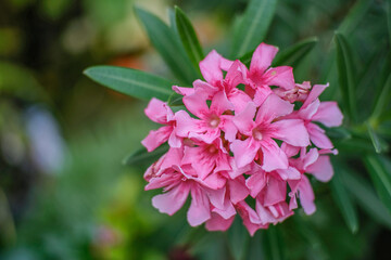 pink and white flower