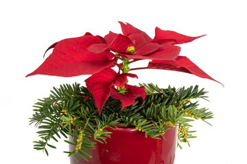 Red blooming poinsettia in a red flower pot decorated with fir branches