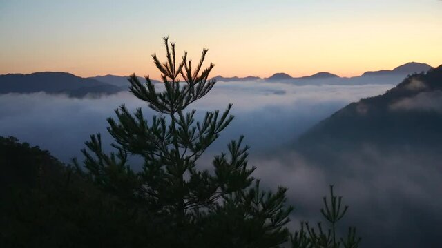 Mist covered valley in Asago, Japan. Pine Tree silhouette against clouds