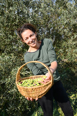 attractive young woman harvesting olives in agriculture field with a hand picking small rake and a net