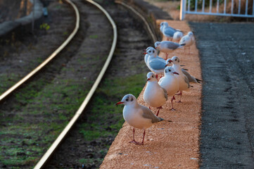 駅のホームに並ぶユリカモメの群れ