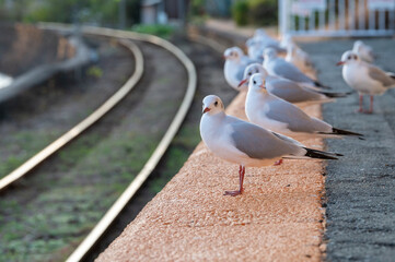 駅で電車を待つユリカモメの群れ