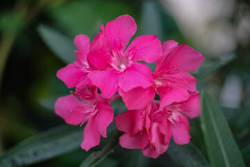 flower in the garden