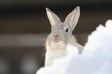portrait of a gray rabbit in winter