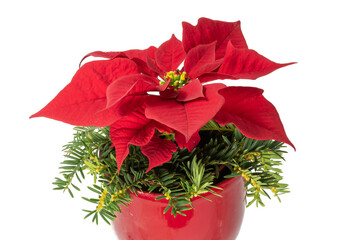 Red blooming poinsettia in a red flower pot decorated with fir branches