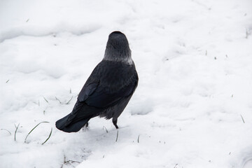 Jackdaw walk on the snow