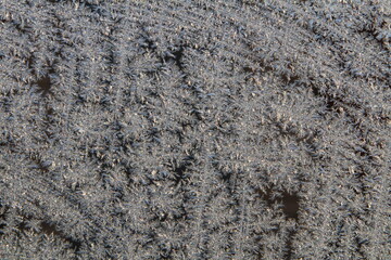 frosty patterns on the glass shimmer in the sunlight