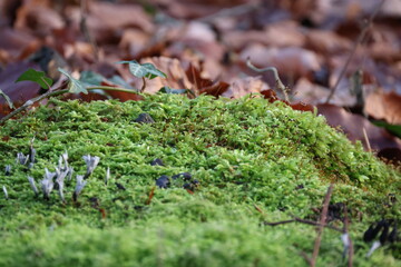 Green moss