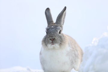 portrait of a gray rabbit in winter