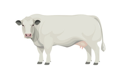 Farm animal - Cow. Belgian Blue - The Best Beef Cattle Breeds. Vector Illustration.
