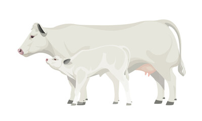 Farm animal - Cow with Calf. Belgian Blue - The Best Beef Cattle Breeds. Vector Illustration.
