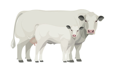 Farm animal - Cow with Calf. Belgian Blue - The Best Beef Cattle Breeds. Vector Illustration.