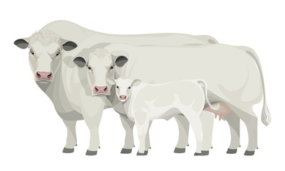Set Bull, Cow, Calf. Belgian Blue - The Best Beef Cattle Breeds. Farm animals. Vector Illustration.
