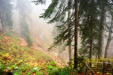 Misty forest