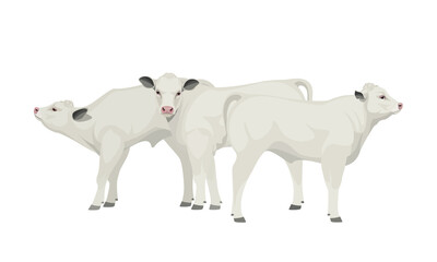 Farm animal - Calves. Belgian Blue - The Best Beef Cattle Breeds. Vector Illustration.