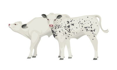 Farm animal - Calves. Belgian Blue - The Best Beef Cattle Breeds. Vector Illustration.