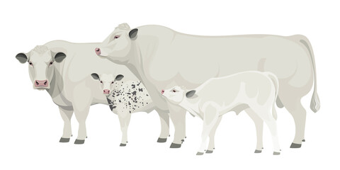 Set Bull, Cow, Calf. Belgian Blue - The Best Beef Cattle Breeds. Farm animals. Vector Illustration.