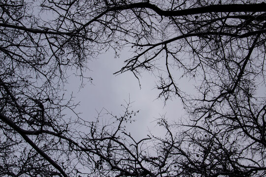 A tree branches on the grey sky with a snow. Looking up to grey sky through tree branches. Beautiful black branches in front of grey sky. Naked trees against gray sky.