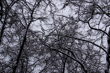 A tree branches on the grey sky with a snow. Looking up to grey sky through tree branches. Beautiful black branches in front of grey sky. Naked trees against gray sky.