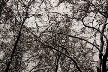 A tree branches on the grey sky with a snow. Looking up to grey sky through tree branches. Beautiful black branches in front of grey sky. Naked trees against gray sky.