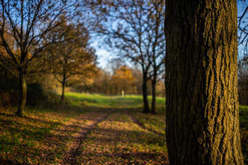 Fototapeta premium autumn trees in the park