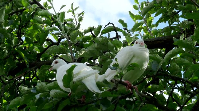Two white turtle doves (Streptopelia roseogrisea) sitting on tree branch in 4K VIDEO. Couple of these birds is symbol of romantic love.