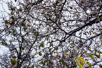 A tree branches on the grey sky with a snow. Looking up to grey sky through tree branches. Beautiful black branches in front of grey sky. Naked trees against gray sky.