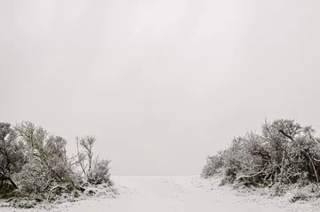 Foto auf Leinwand snow covered trees © Nora