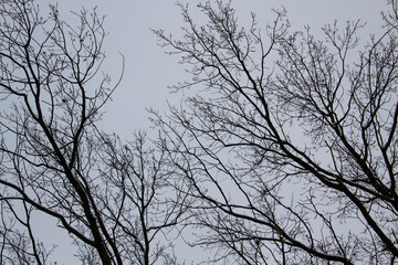 A tree branches on the grey sky with a snow. Looking up to grey sky through tree branches. Beautiful black branches in front of grey sky. Naked trees against gray sky.