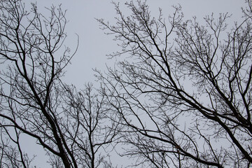 Fototapeta na wymiar A tree branches on the grey sky with a snow. Looking up to grey sky through tree branches. Beautiful black branches in front of grey sky. Naked trees against gray sky.