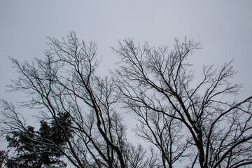 A tree branches on the grey sky with a snow. Looking up to grey sky through tree branches. Beautiful black branches in front of grey sky. Naked trees against gray sky.
