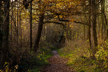 golden autumn in the woods