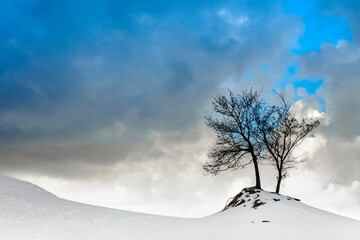 Snow landschap with tree