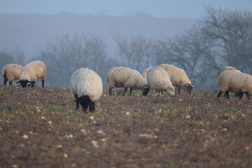 Sheep in the field