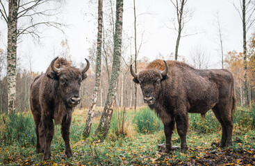European bison (Bison bonasus). Two bisons Large brown bisons family near forest  on a rainy day. Herd Of European Aurochs Bison, Bison Bonasus. Nature habitat.