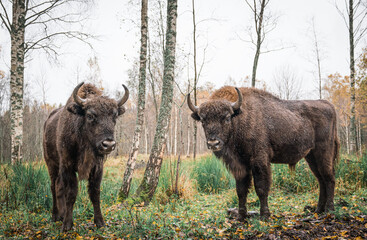 European bison (Bison bonasus). Two bisons Large brown bisons family near forest  on a rainy day....