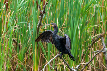cormorant