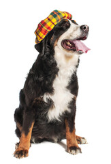 Large dog Bernese Mountain Dog in a Scottish beret. Is sitting. Isolated on white background