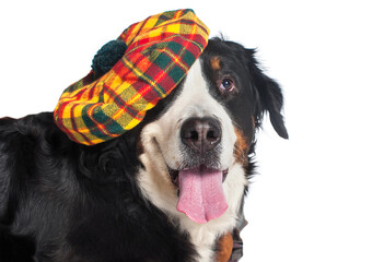 Big cheerful dog Bernese Mountain Dog in a Scottish beret. Lies, close-up. Isolated on white...
