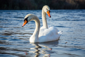 White swans on the water