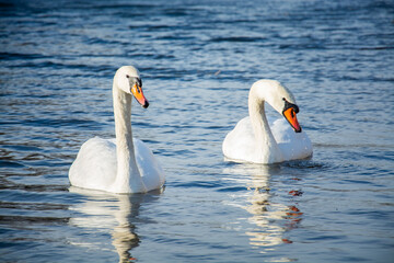 White swans on the water