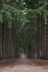 Path in the pine tree forest. Alley in the park 