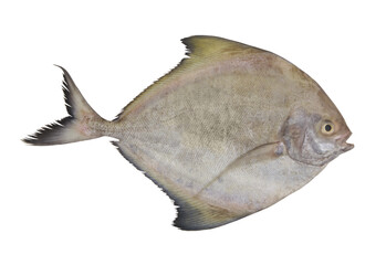 Fresh black pomfret fish isolated on white background, Parastromateus niger