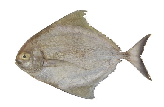 Fresh black pomfret fish isolated on white background, Parastromateus niger