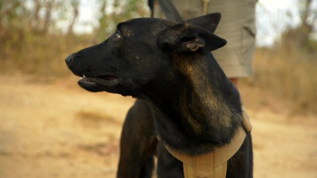 Belgian Malinois anti poaching dog on patrol with handler in African game park