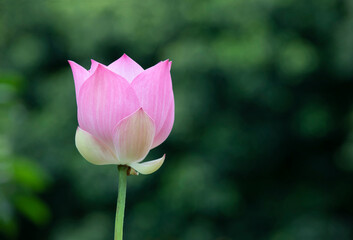 Pink lotus flower with green natural background