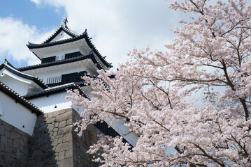 Three-storied tower of Shirakawa Komine Castle and Yoshino cherry tree