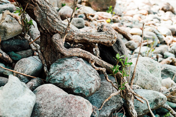 Small green sprout of tree grows from roots. Nature sunny background of beautiful roots of deciduous tree on stony shore. Tree grows on pile of stones. Vitality plants. Snags on boulders in sunlight.