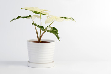 Syngonium podophyllum albo variegated potted house plant isolated on white background