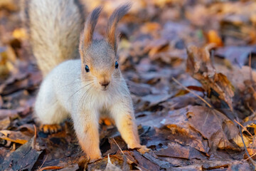 Cute red squirrel play in the autumn park. Furry red squirrels in darker winter coat with ear-tufts and fluffy tails. Autumn fall foliage sunny park scene.  